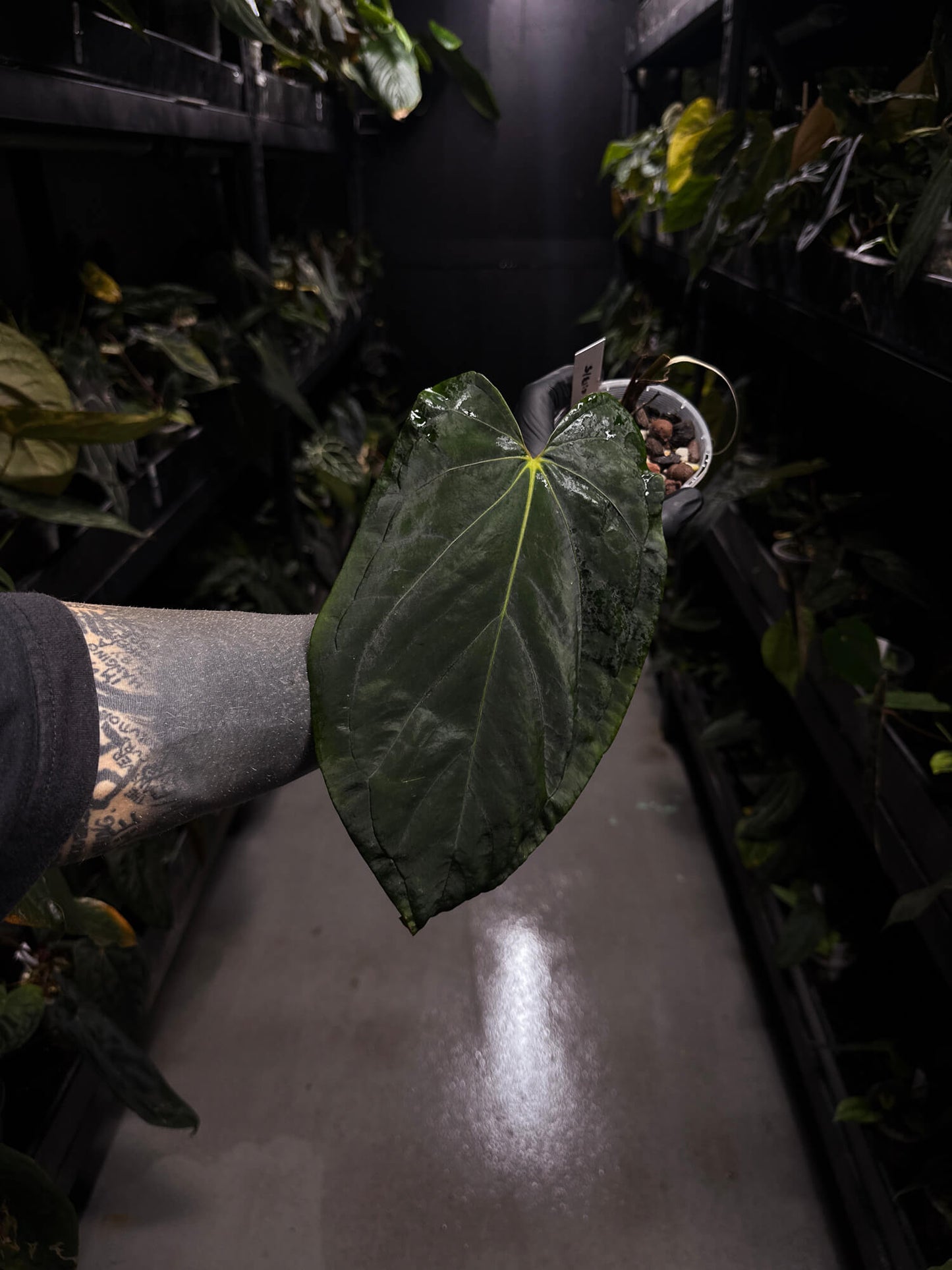 Anthurium #PLUG005 • holdback