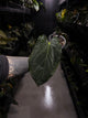 Anthurium #PLUG005 • holdback
