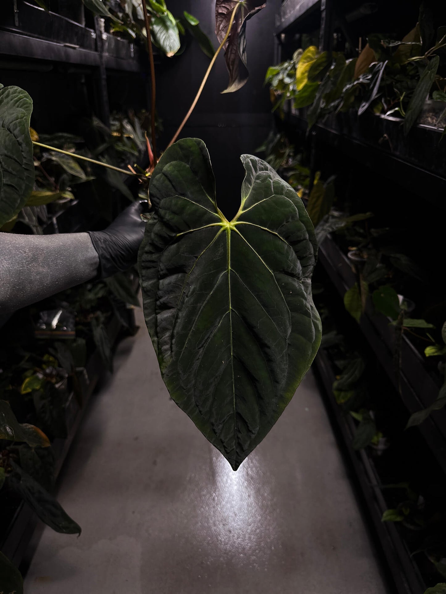 Anthurium #PLUG003 • XL Plant