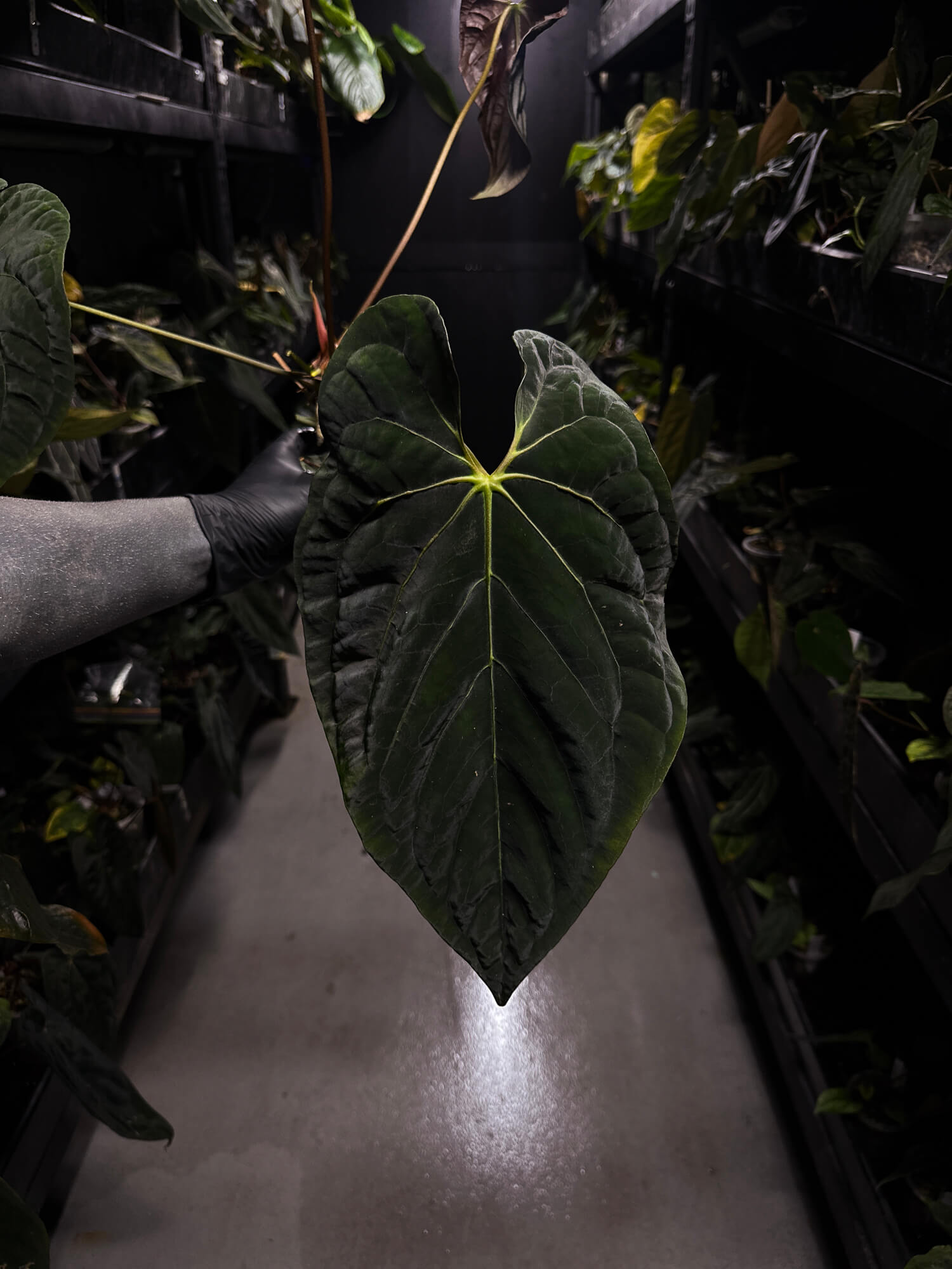 Anthurium #PLUG003 • XL Plant