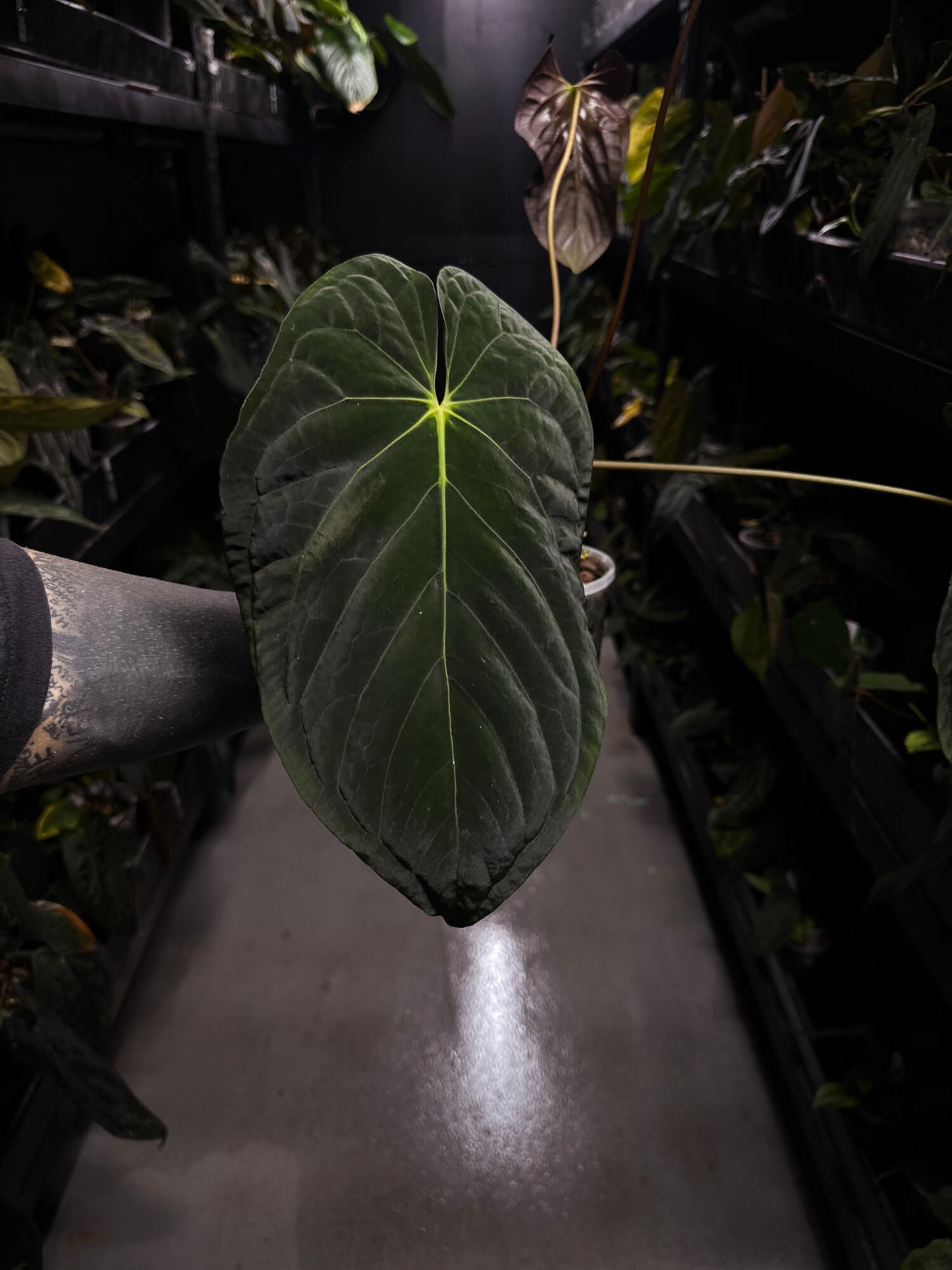 Anthurium #PLUG003 • XL Plant