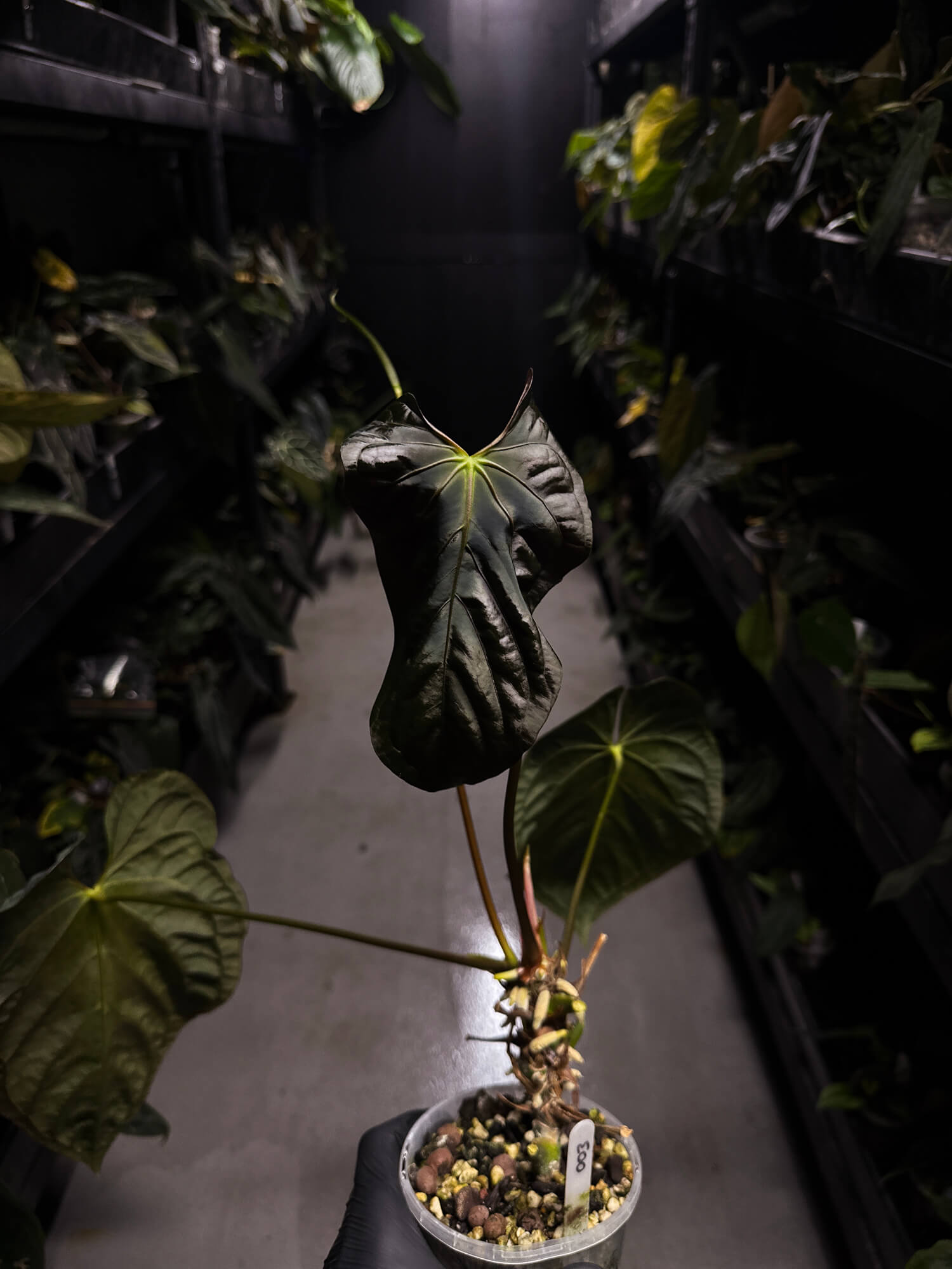 Anthurium #PLUG003 • XL Plant