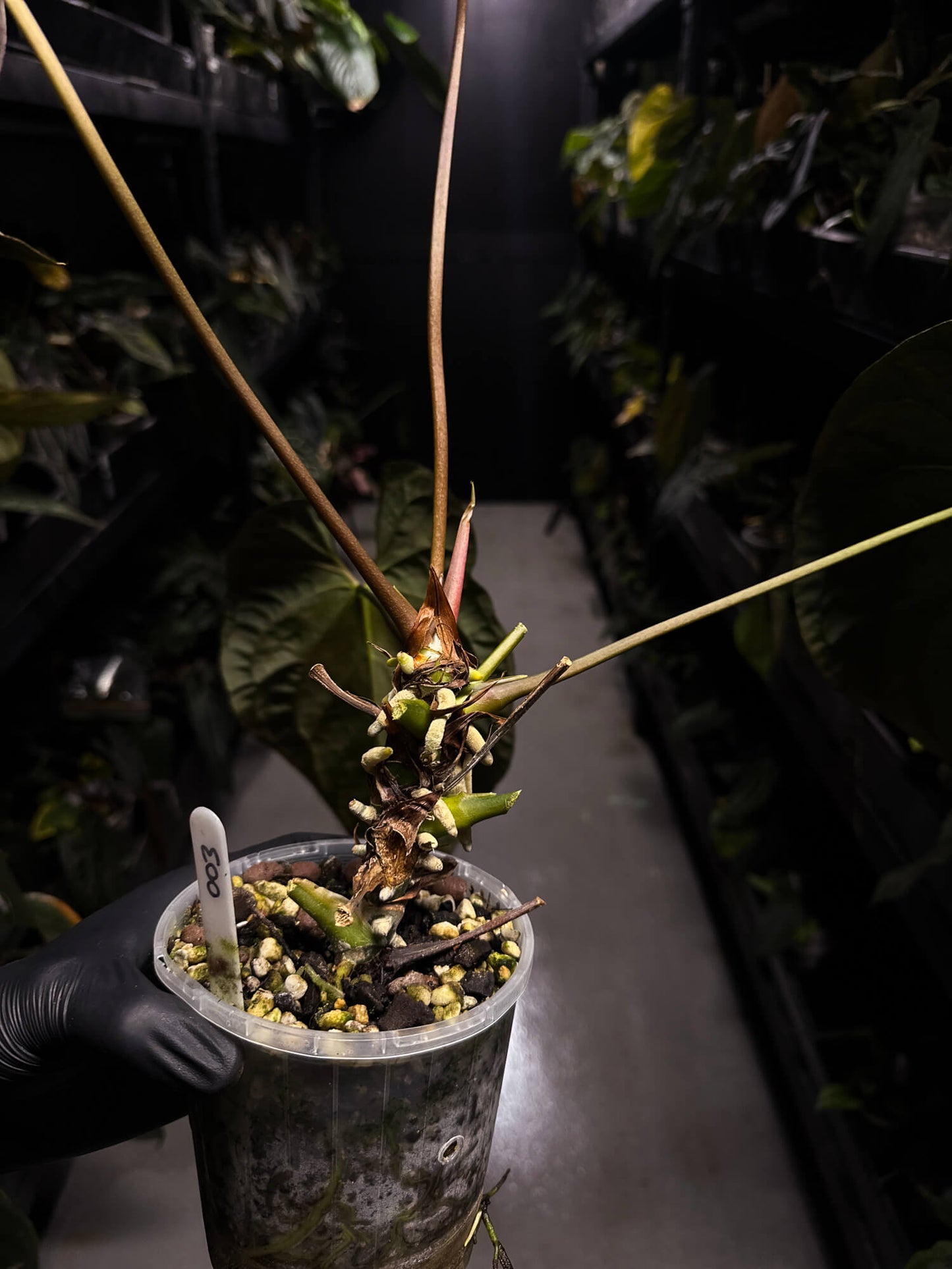 Anthurium #PLUG003 • XL Plant