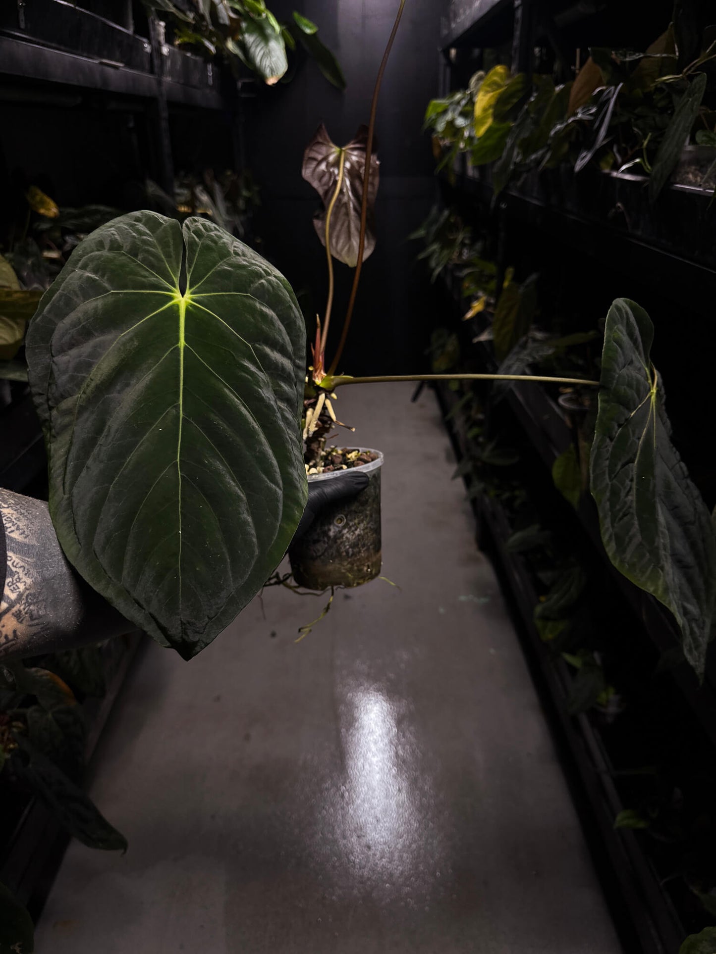 Anthurium #PLUG003 • XL Plant