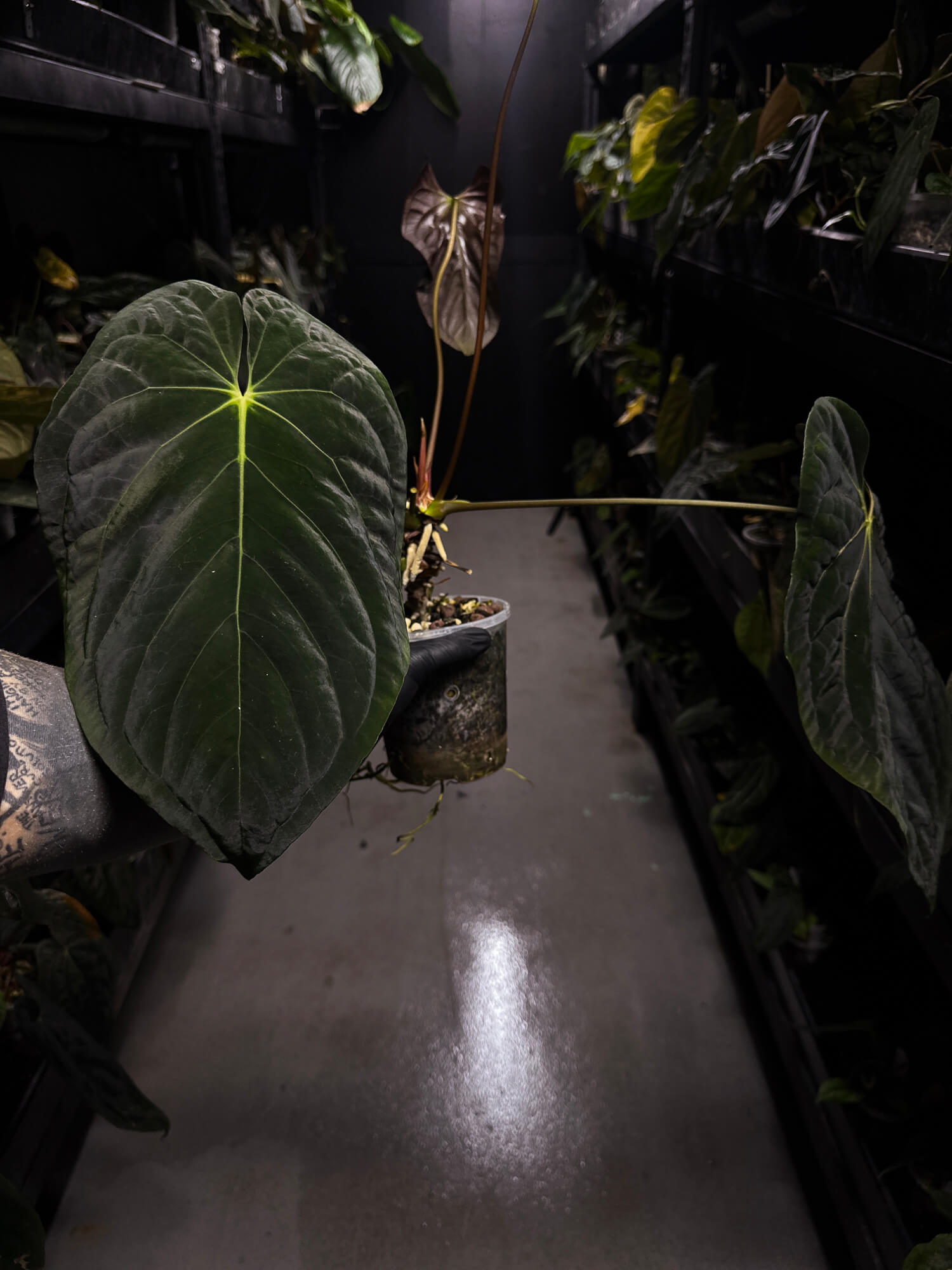 Anthurium #PLUG003 • XL Plant