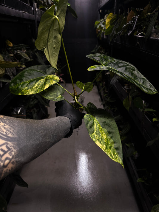 Anthurium #Tadpole • variegated
