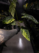 Anthurium #Tadpole • variegated