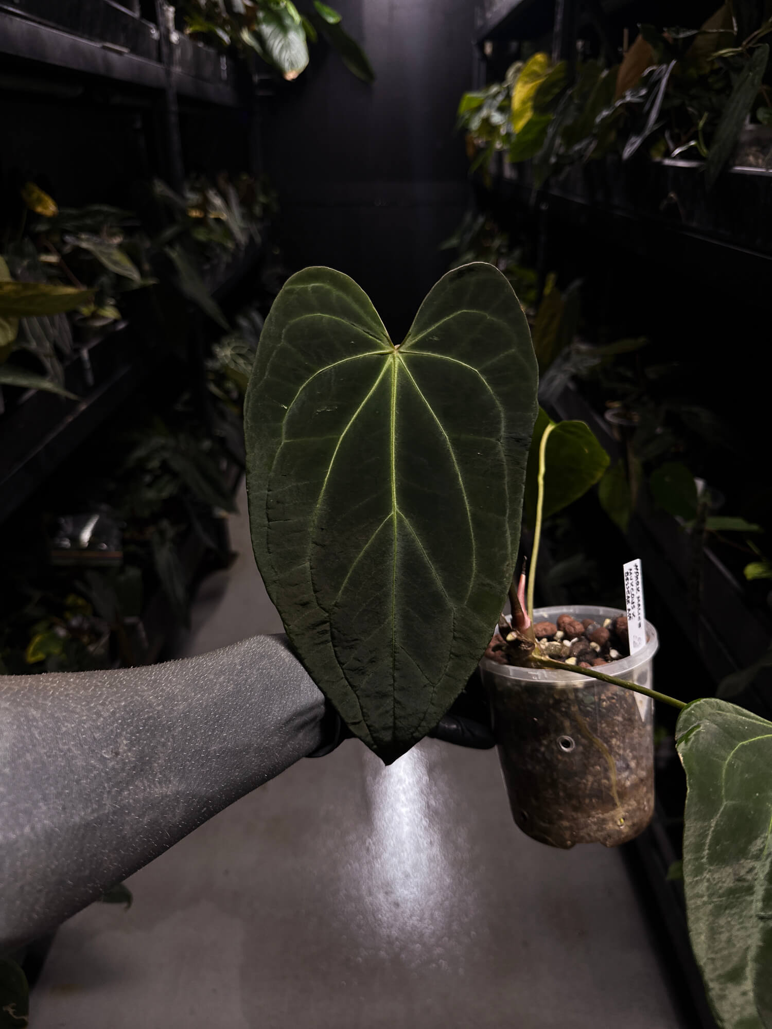 Anthurium #DarkMalice • ('Midnight Velvet' x crys) x besseae aff