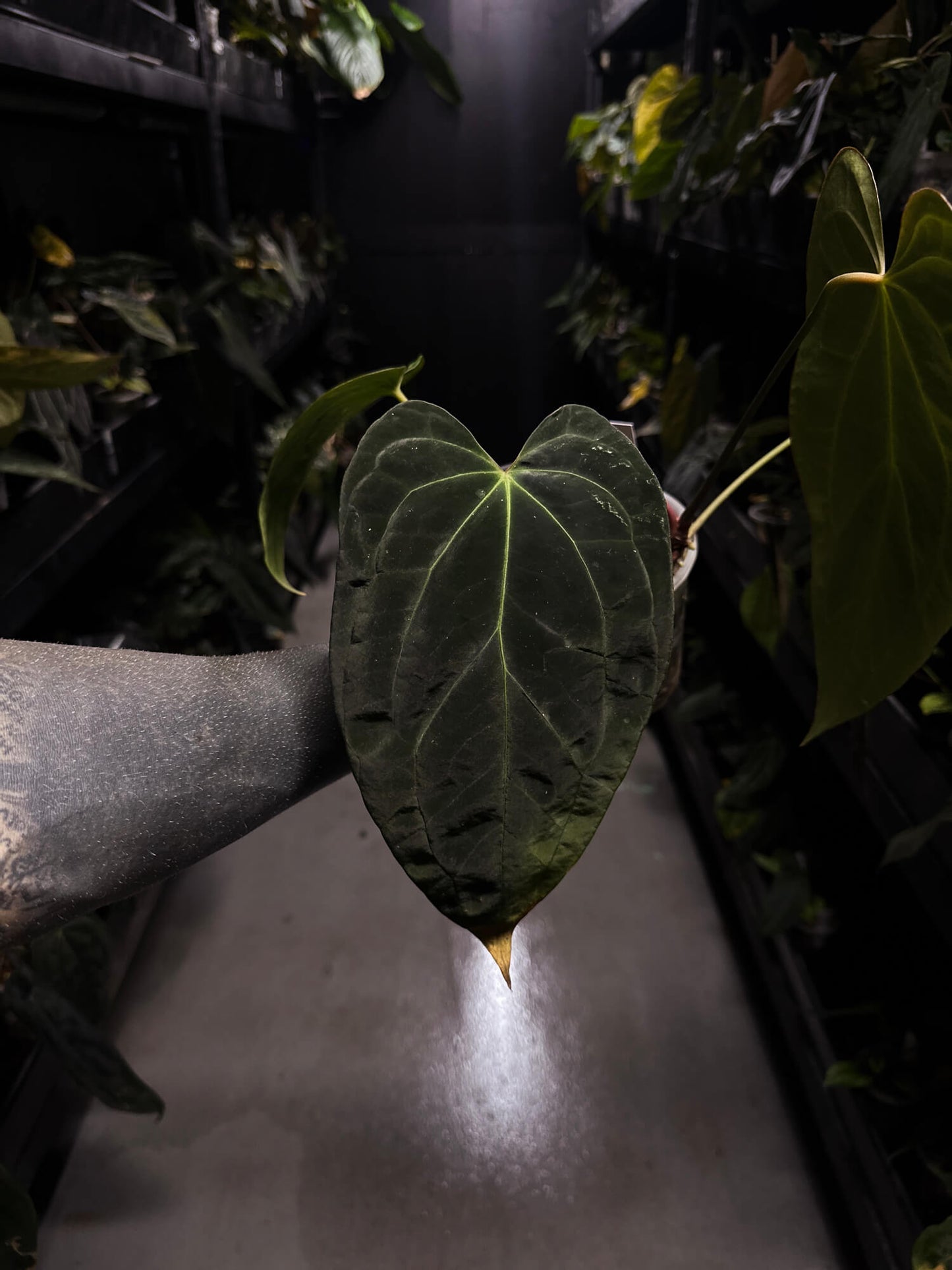 Anthurium #DarkMalice • ('Midnight Velvet' x crys) x besseae aff