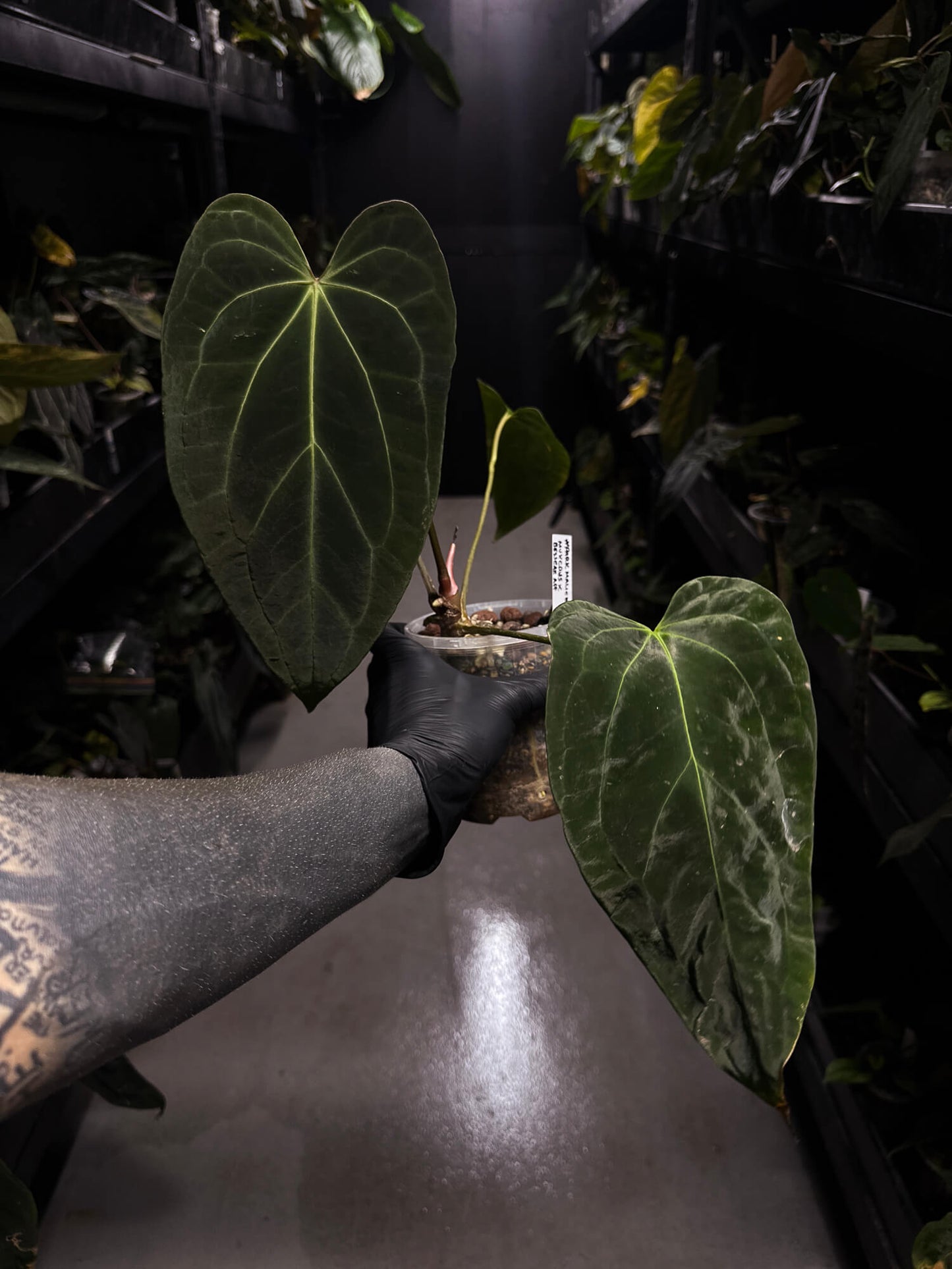 Anthurium #DarkMalice • ('Midnight Velvet' x crys) x besseae aff