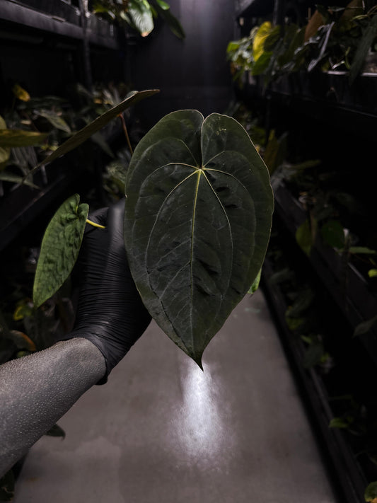 Anthurium papillilaminum x (antolakii x 'Dark Phoenix') • select holdback
