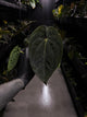 Anthurium papillilaminum x (antolakii / 'BVEP' x 'Dark Phoenix') • select holdback