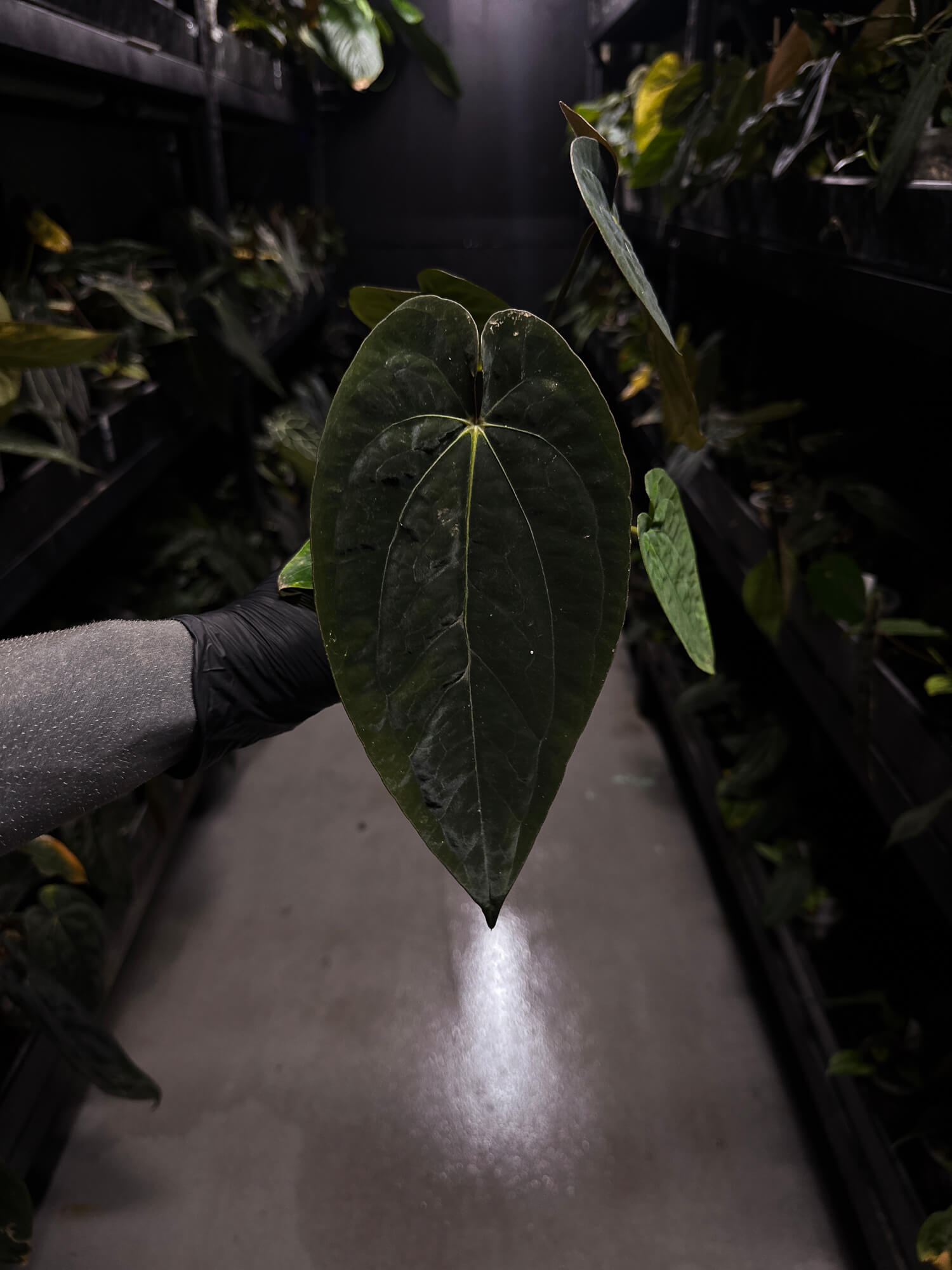 Anthurium papillilaminum x (antolakii x 'Dark Phoenix') • select