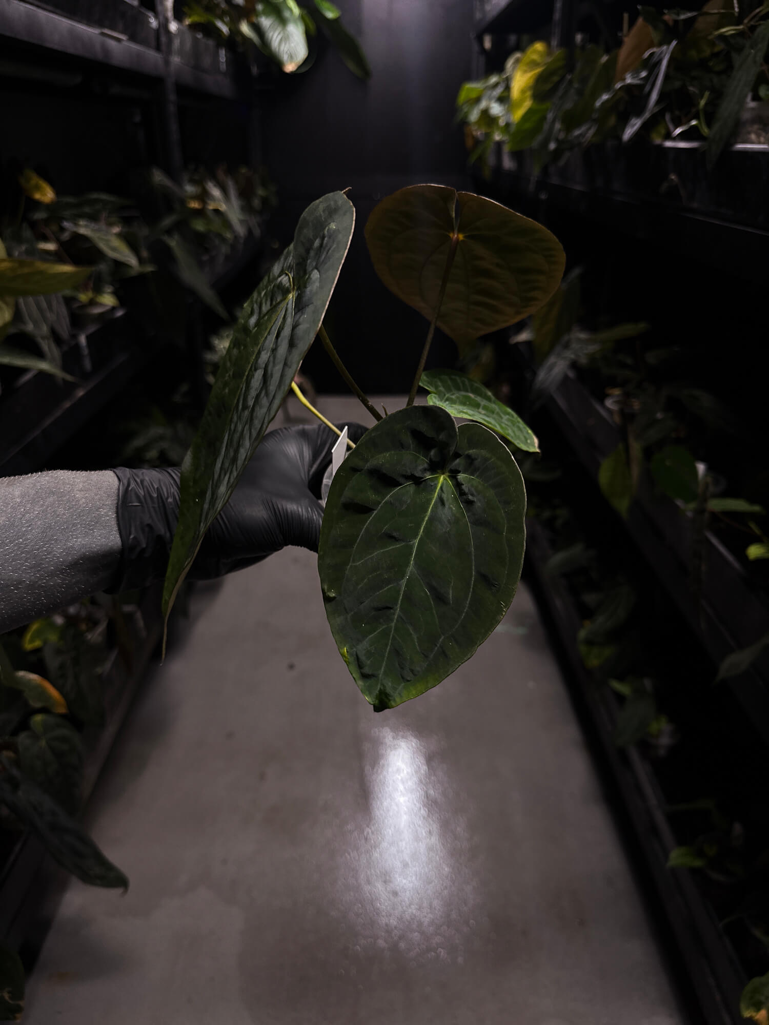 Anthurium papillilaminum x (antolakii x 'Dark Phoenix') • select