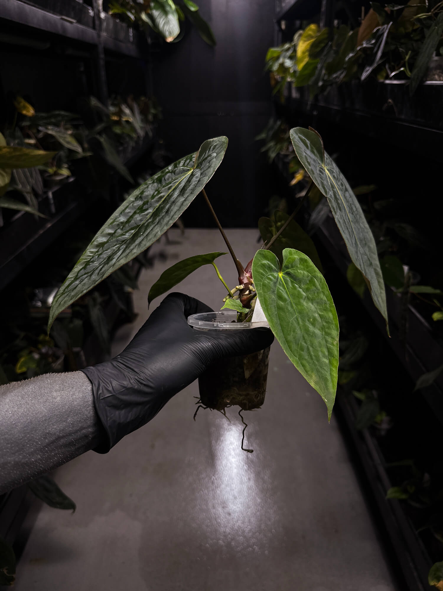 Anthurium papillilaminum x (antolakii x 'Dark Phoenix') • select