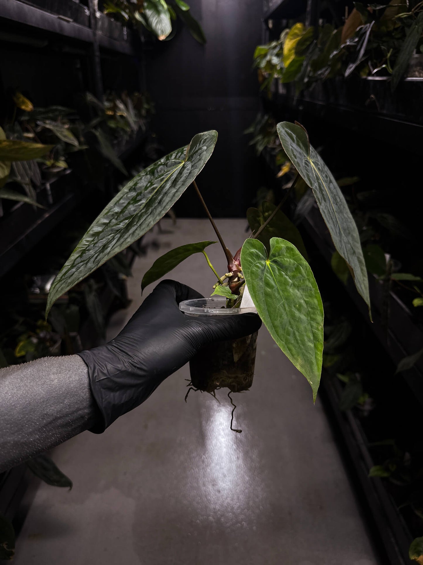 Anthurium papillilaminum x (antolakii / 'BVEP' x 'Dark Phoenix') • select holdback