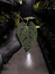Anthurium (dressleri 'RG' f2 x carlablackiae) x kunayalense 'RA7'