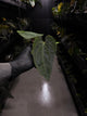 Anthurium (dressleri 'RG' f2 x carlablackiae) x kunayalense 'RA7'