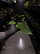 Anthurium (dressleri 'RG' f2 x carlablackiae) x kunayalense 'RA7'