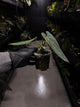Anthurium (dressleri 'RG' f2 x carlablackiae) x kunayalense 'RA7'