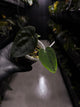 Anthurium (carlablackiae x dressleri 'RG') x antolakii / 'BVEP'