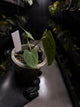 Anthurium (carlablackiae x dressleri 'RG') x antolakii / 'BVEP'