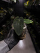 Anthurium (carlablackiae x dressleri 'RG') x antolakii / 'BVEP'