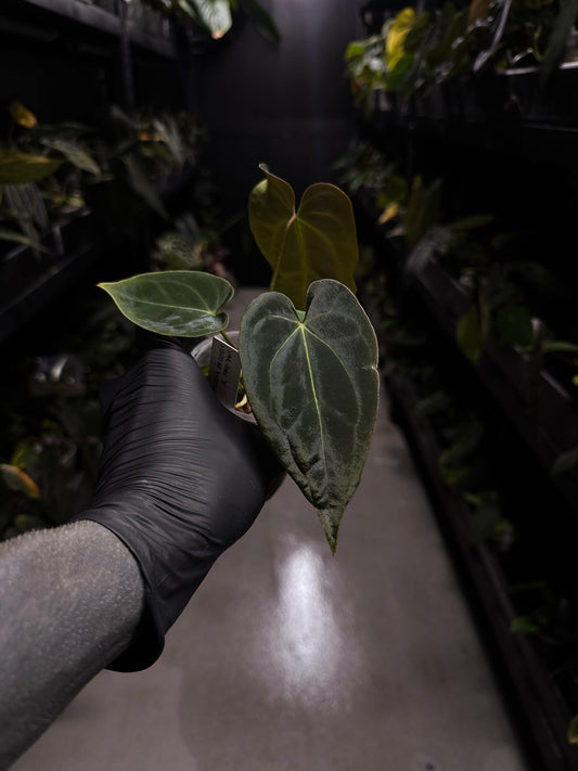 Anthurium forgetii hybrid variegated x besseae aff 'Elektra'