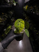 Anthurium variegated papillilaminum hybrid x sp. Nov DF • variegated