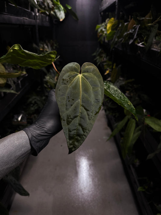 Anthurium #Beelzebub '3' • select holdback