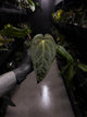 Anthurium #Beelzebub '3' • select holdback