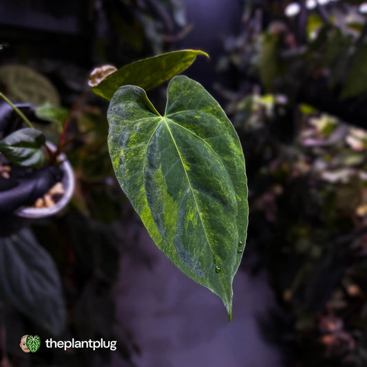 Anthurium pap hybrid x papillilaminum 'RLFS' • variegated ✨