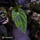 Anthurium pap hybrid x papillilaminum 'RLFS' • variegated ✨