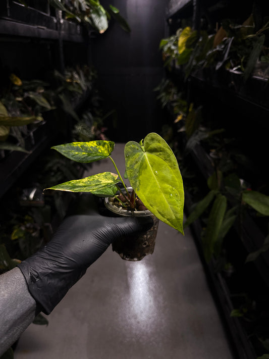 Anthurium forgetii hybrid • variegated