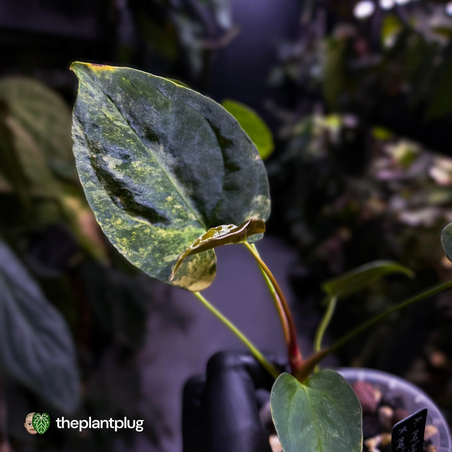 Anthurium pap hybrid x papillilaminum 'RLFS' • variegated ✨