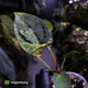 Anthurium pap hybrid x papillilaminum 'RLFS' • variegated ✨