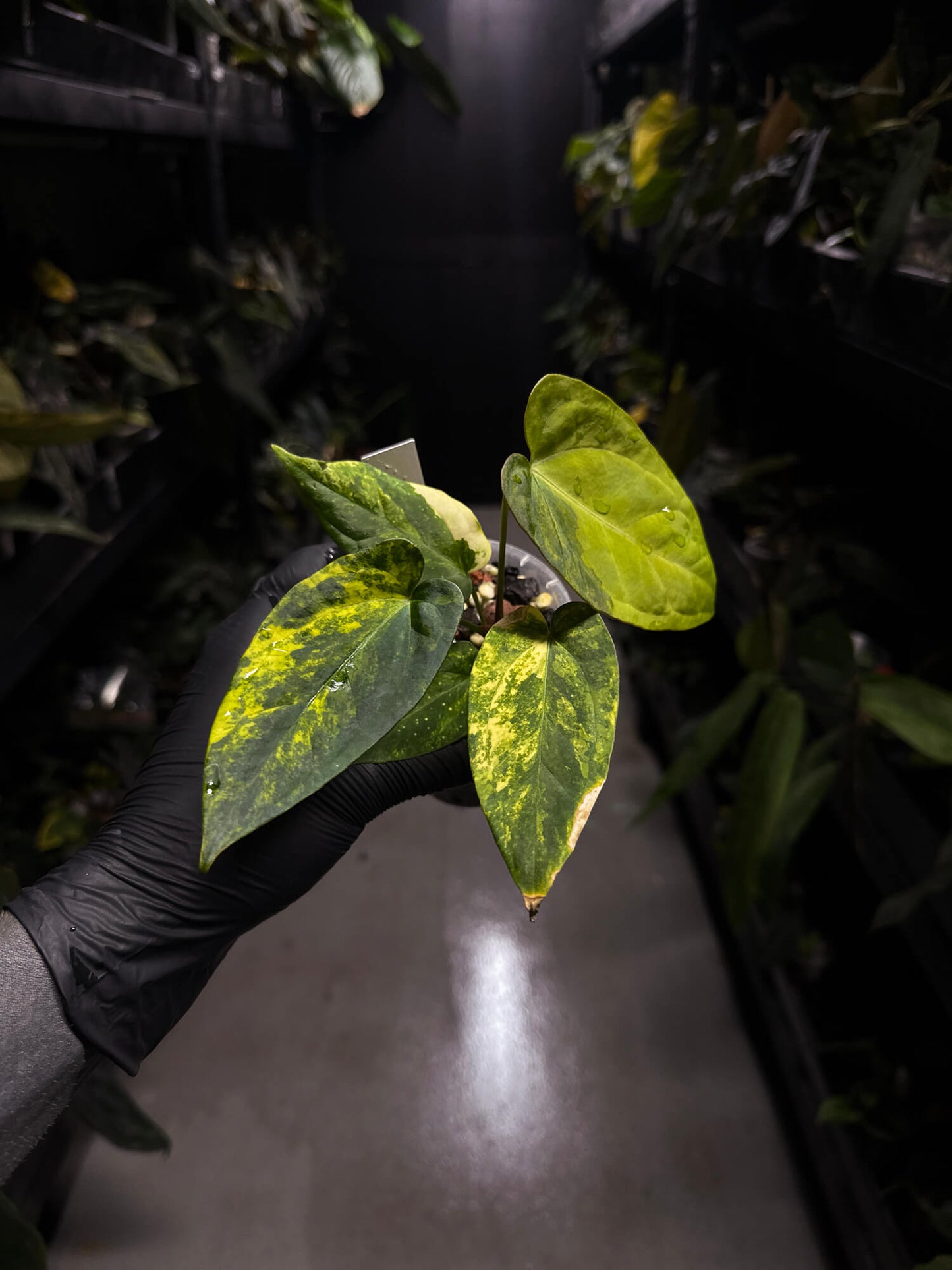 Anthurium forgetii hybrid • variegated
