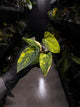 Anthurium forgetii hybrid • variegated