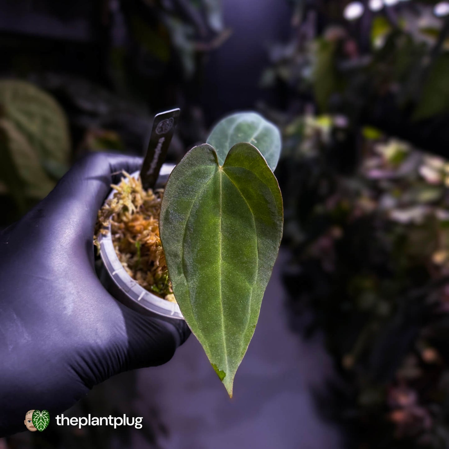 Anthurium ('AOS' x antolakii) x (carla x antolakii) • select holdback