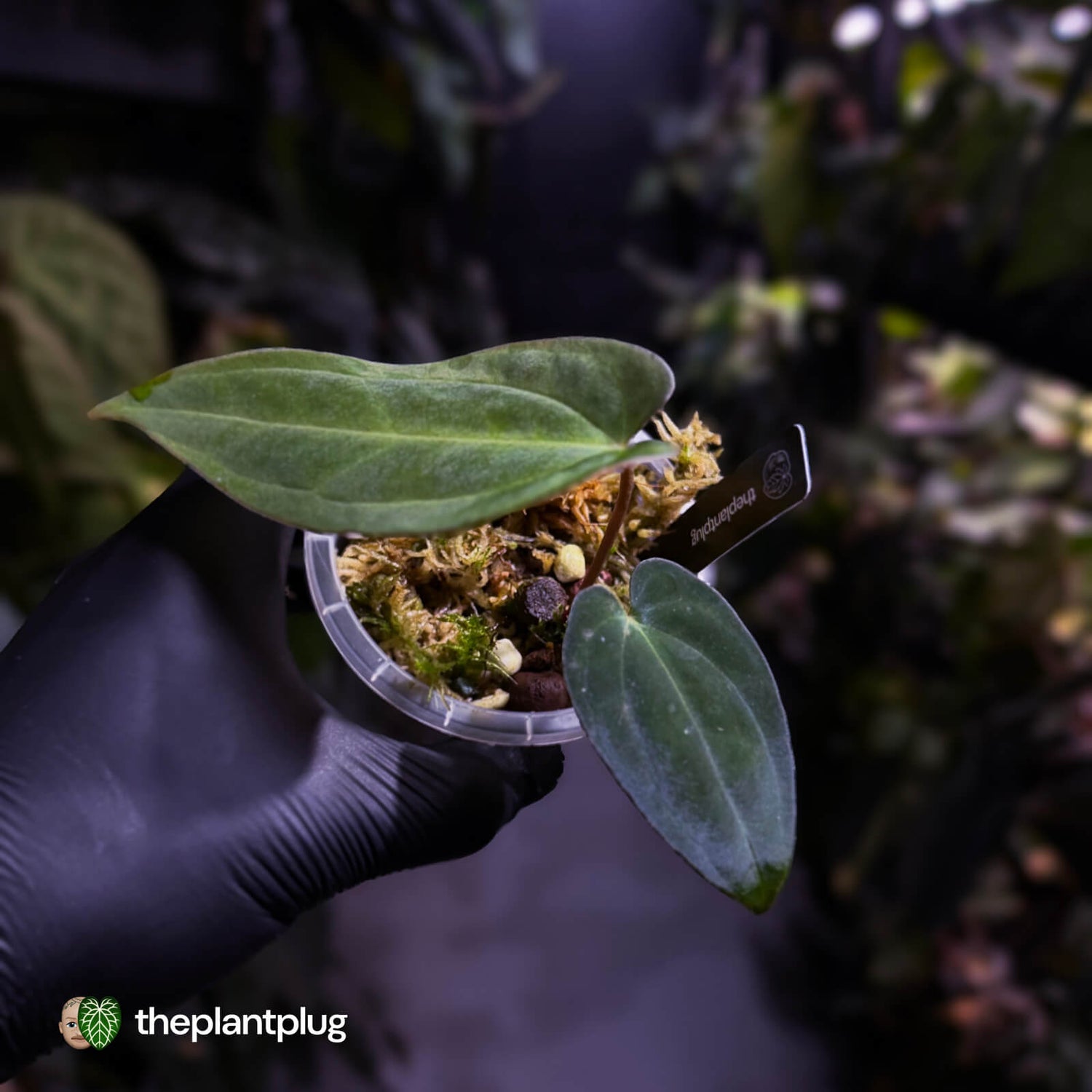 Anthurium ('AOS' x antolakii) x (carla x antolakii) • select holdback