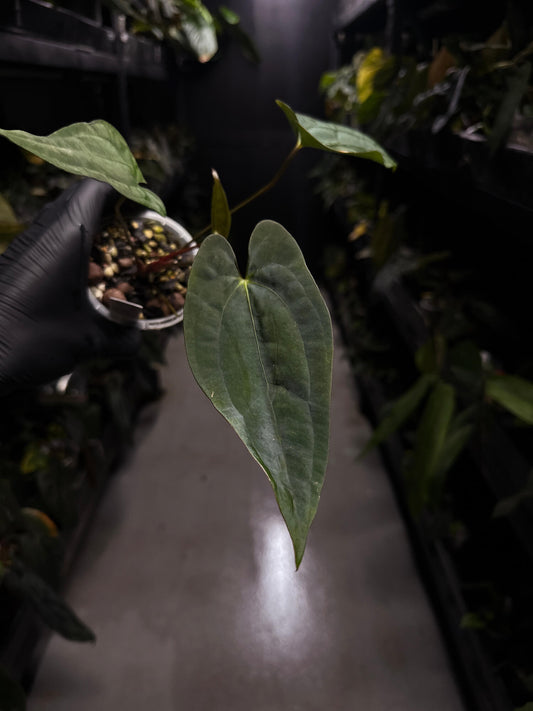 Anthurium papillilaminum 'RA6' x 'RVDP'
