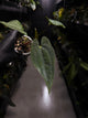 Anthurium papillilaminum 'RA6' x 'RVDP'
