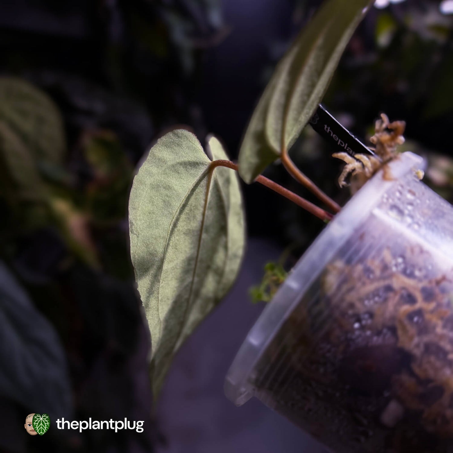 Anthurium ('AOS' x antolakii) x (carla x antolakii) • select holdback