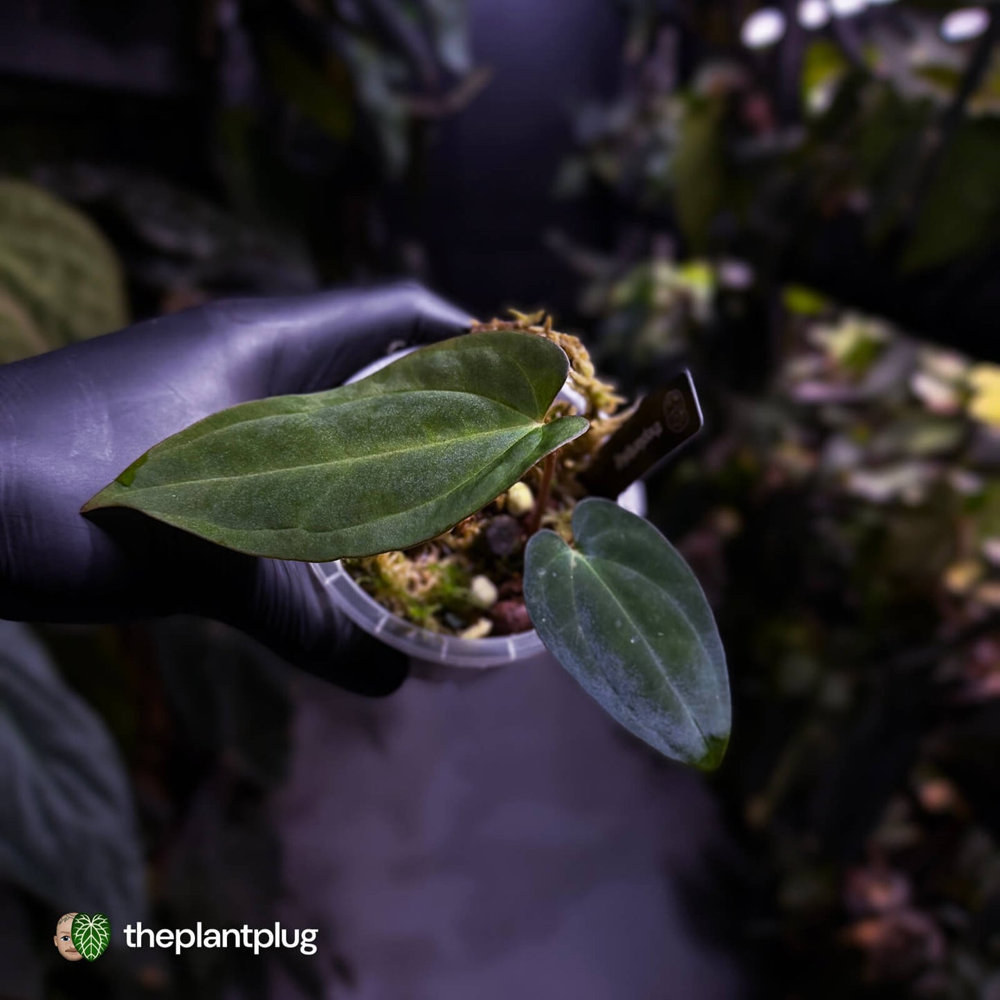 Anthurium ('AOS' x antolakii) x (carla x antolakii) • select holdback
