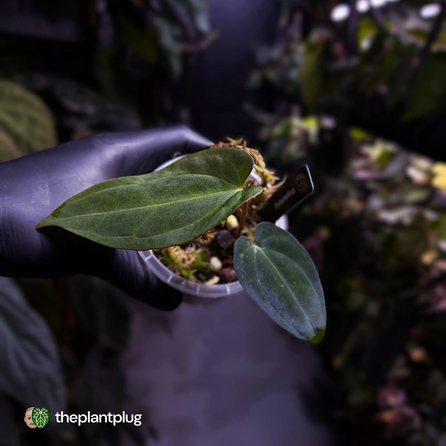 Anthurium ('AOS' x antolakii) x (carla x antolakii) • select holdback