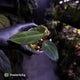 Anthurium ('AOS' x antolakii) x (carla x antolakii) • select holdback