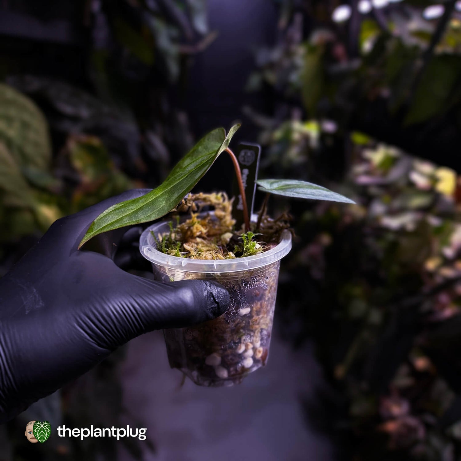 Anthurium ('AOS' x antolakii) x (carla x antolakii) • select holdback