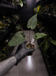 Anthurium papillilaminum 'RA6' x 'RVDP'