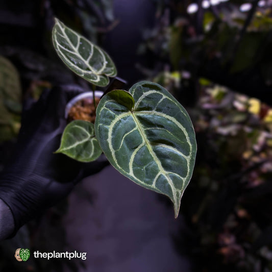 Anthurium 'Dorayaki Silver' x #WaddleNoid ✨