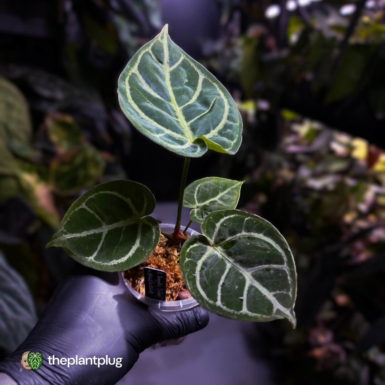 Anthurium 'Dorayaki Silver' x #WaddleNoid ✨